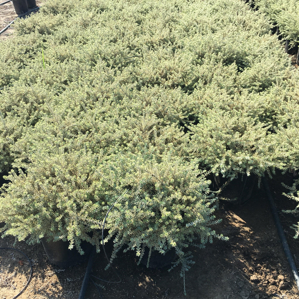 
                      
                        Variegated Coast Rosemary (Westringia rosmariniformis ‘Morning Light’) - Pulled Nursery
                      
                    