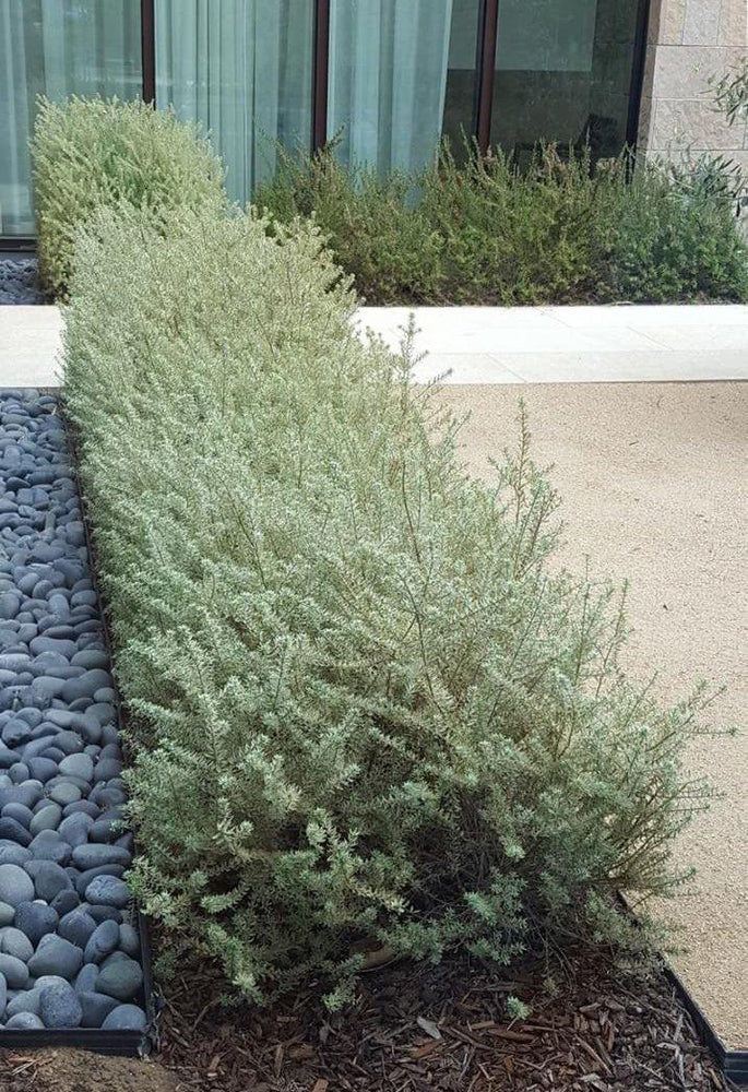 
                      
                        Variegated Coast Rosemary (Westringia rosmariniformis ‘Morning Light’) - Pulled Nursery
                      
                    