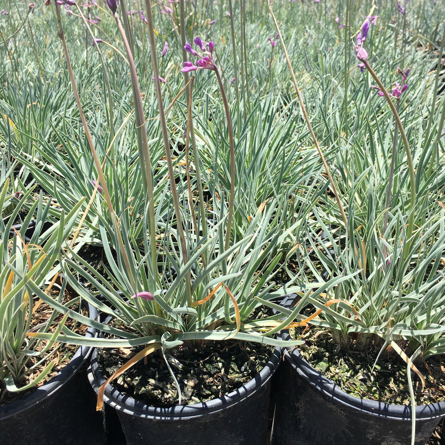 Variegated Society Garlic (Tulbaghia violacea ‘Silver Lace’)