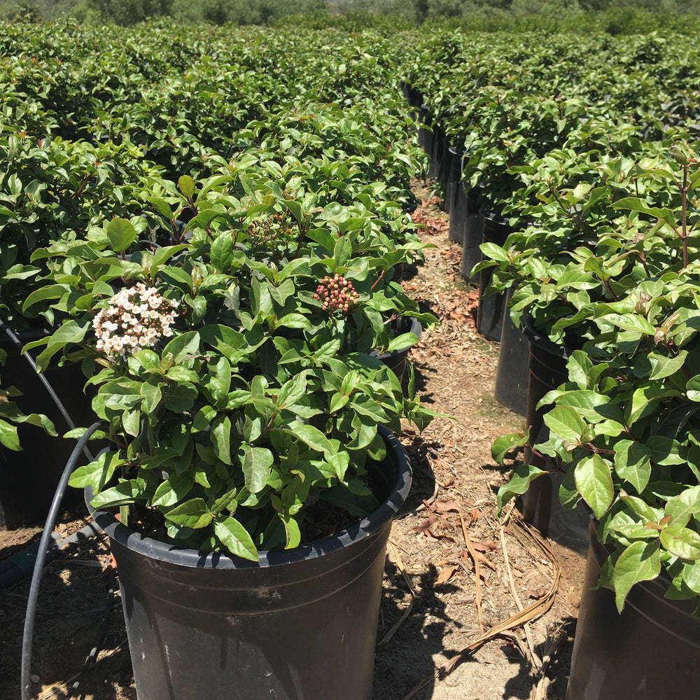 Viburnum (Viburnum Tinus ‘Spring Bouquet’ (Compactum) - Pulled Nursery