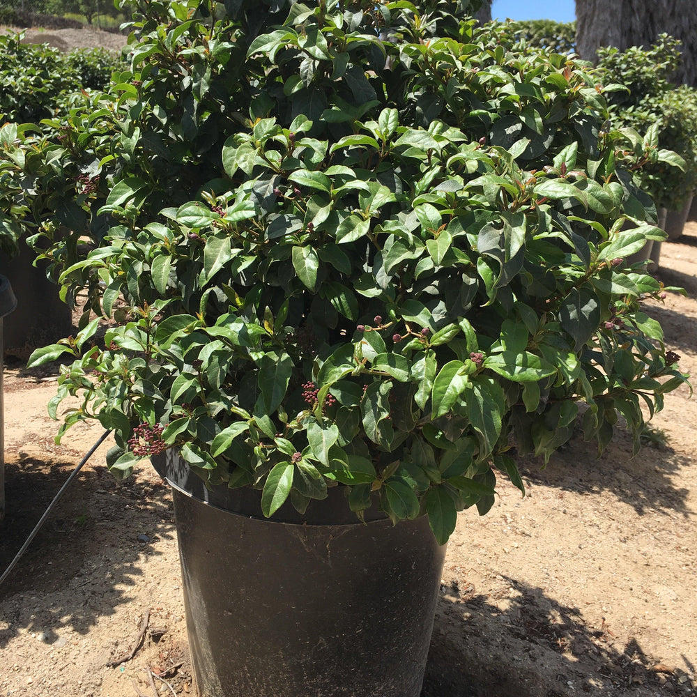 
                      
                        Viburnum (Viburnum Tinus ‘Spring Bouquet’ (Compactum) - Pulled Nursery
                      
                    