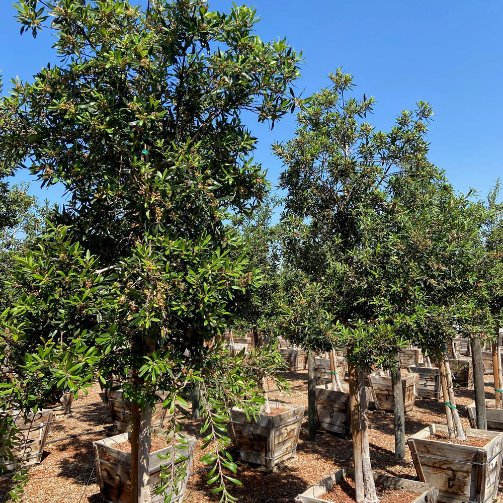 
                      
                        Water Gum (Tristania Laurina (Tristaniopsis) - Pulled Nursery
                      
                    