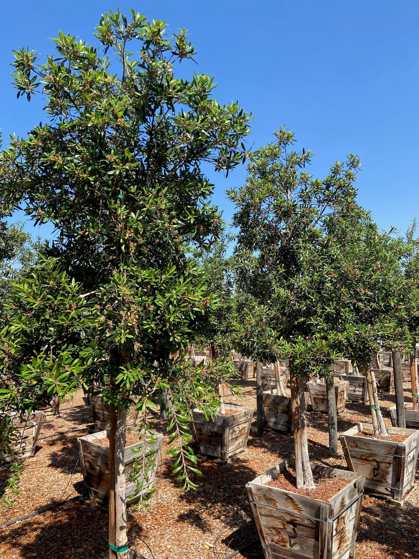 Water Gum (Tristania Laurina (Tristaniopsis) - Pulled Nursery