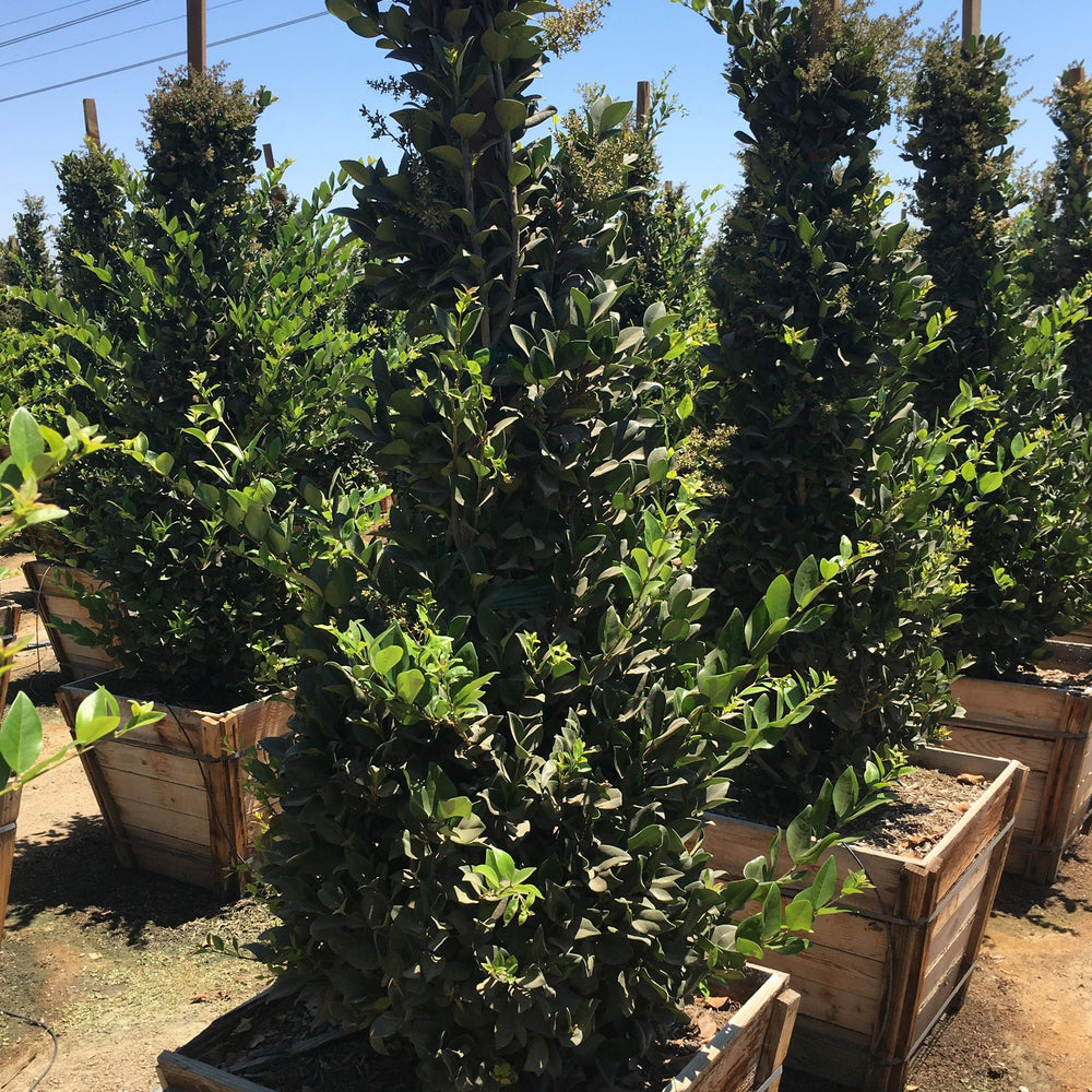 
                      
                        Waxleaf Privet (Ligustrum japonicum ‘Texanum’) - Pulled Nursery
                      
                    