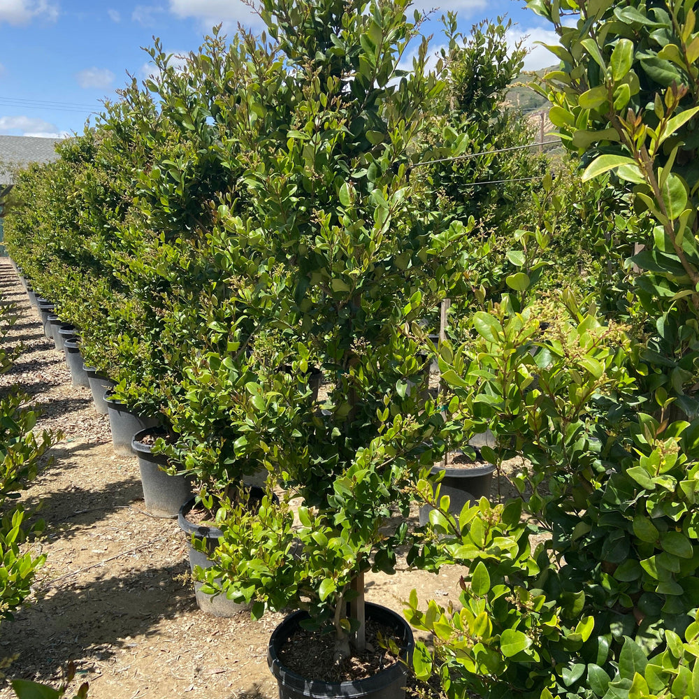 
                      
                        Waxleaf Privet (Ligustrum japonicum ‘Texanum’) - Pulled Nursery
                      
                    