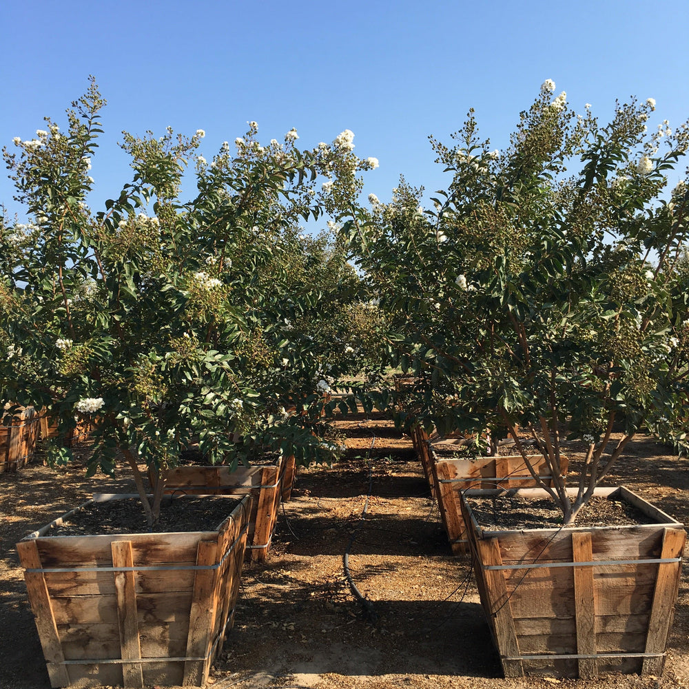 
                      
                        White Crape Myrtle (Lagerstroemia indica x fauriei ‘Natchez’)
                      
                    