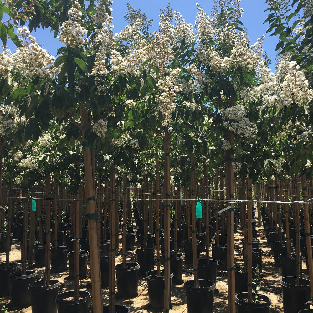 
                      
                        White Crape Myrtle (Lagerstroemia indica x fauriei ‘Natchez’)
                      
                    